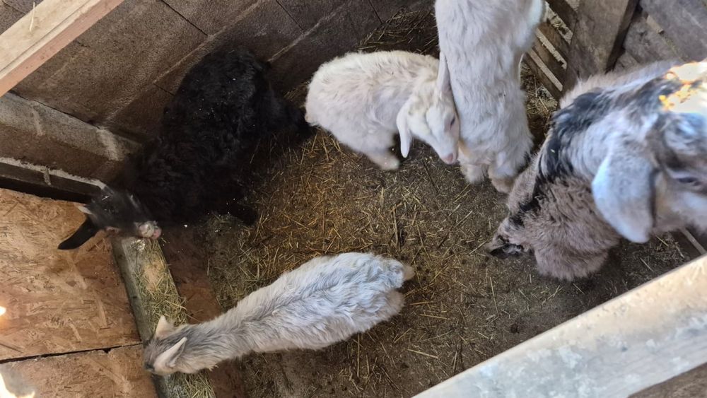 Лақтар сатылады, Козлята продается