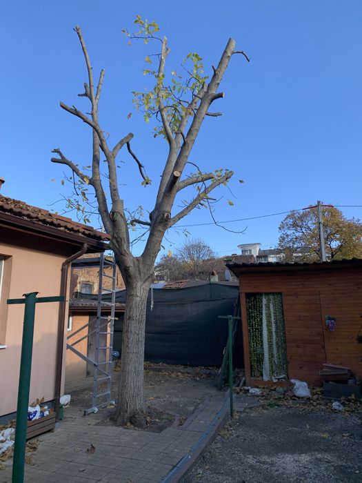 Рязане на дървета,косене на трева.