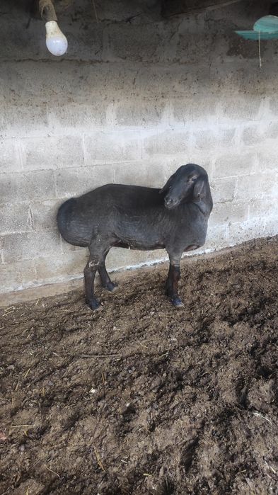 Исори койилар сотилади