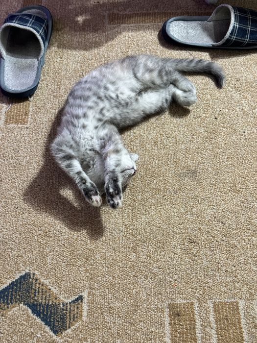 Отдам кошку и кота