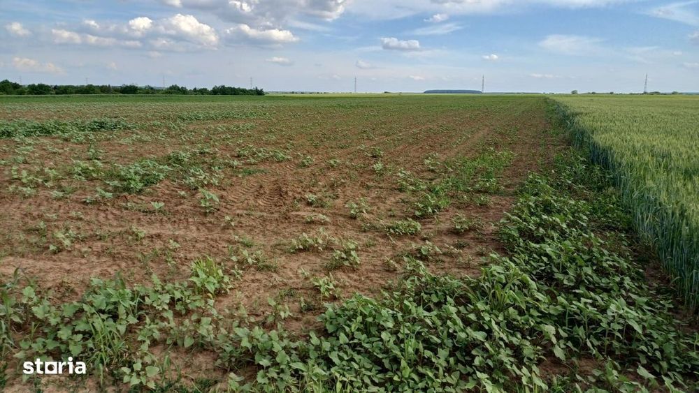 Teren intravilan de vanzare | Peris | 10.000 mp | Investitie sigura