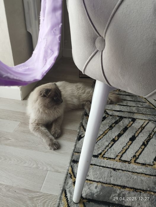 Vyaskaga  qiz mushu kere.soglom pasport bor