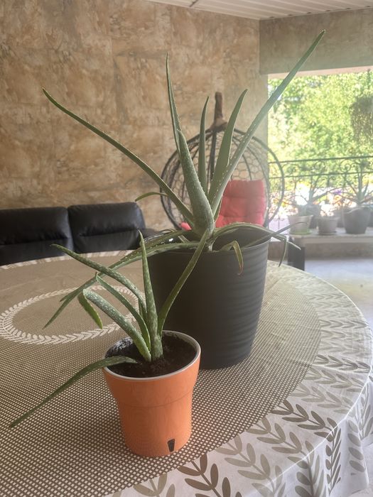 Алоэ. Разные размеры. Цветы