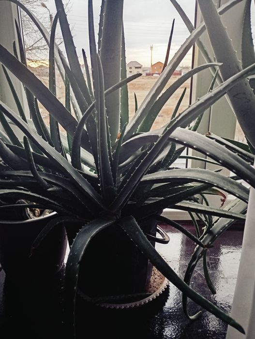 Продам Алоэ вера