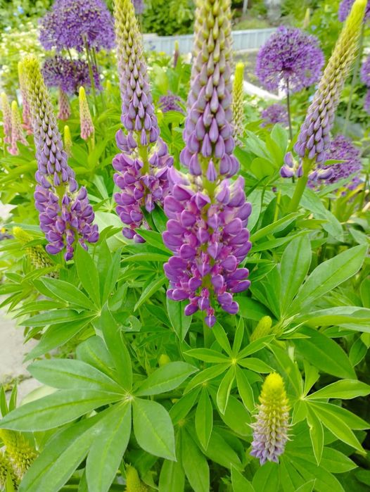 Многолетние цветы