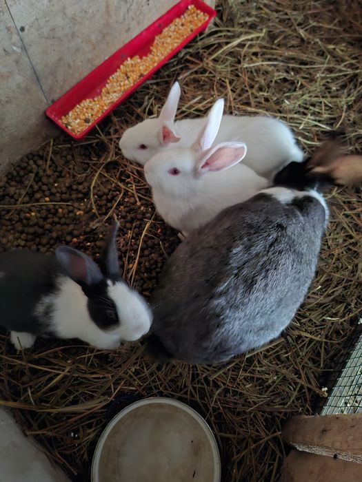 Iepurasi hycole francez