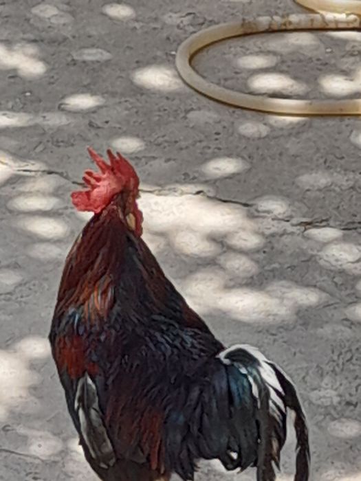 Продаётся петух с  большим гребнем!
