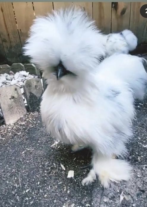 Тухум сотилади заказ оламиз