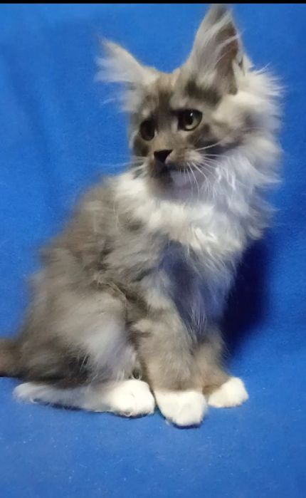 Будущие великаны