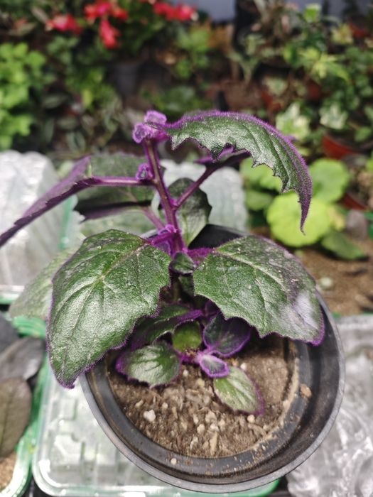 Гинура,комнатный цветок