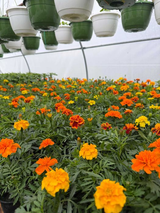 Flori finisate si semifinisate de vânzare en-gros