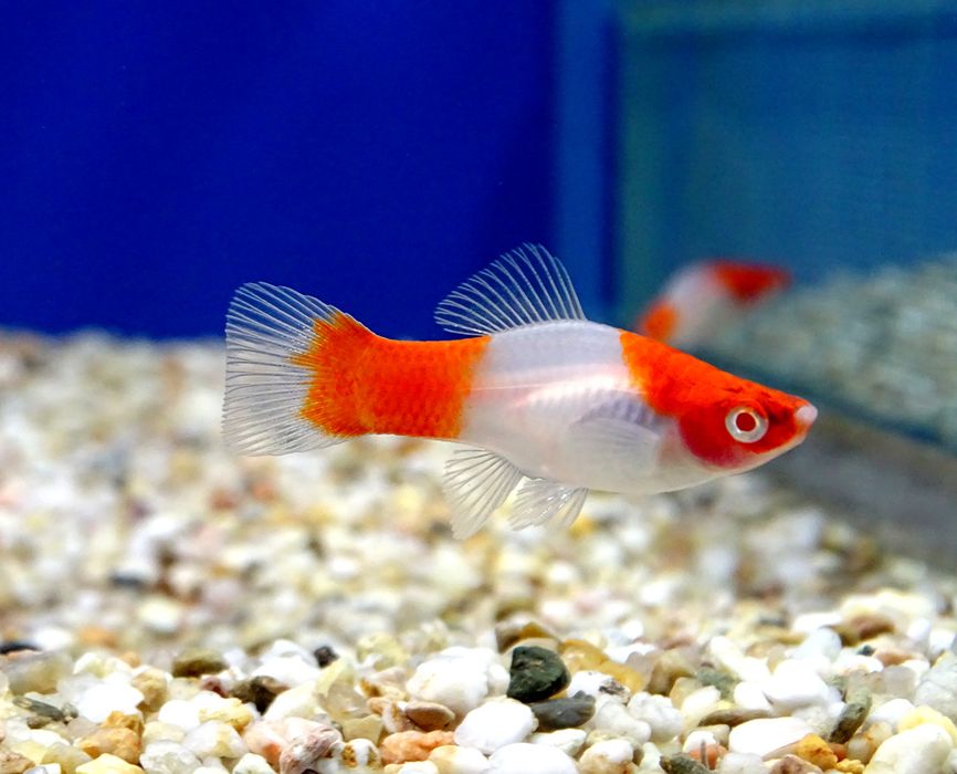 В продаже меченосцы кохаку