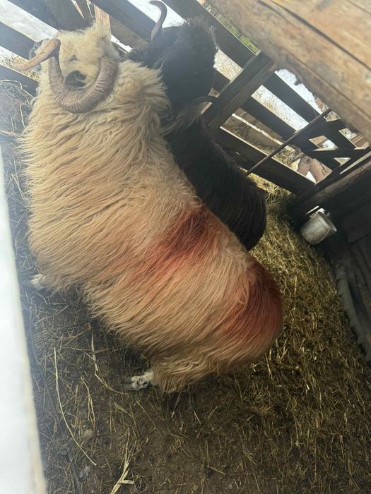 Vând 2 berbeci se vând doar împreună