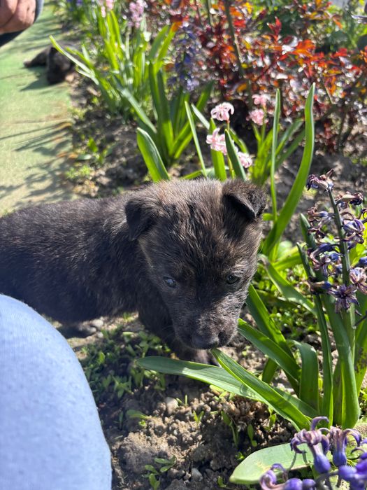 Adoptie căței în vârstă de 2 luni