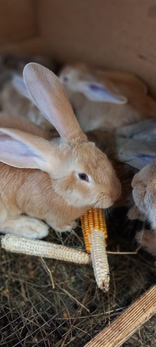 Iepuri urias german galben