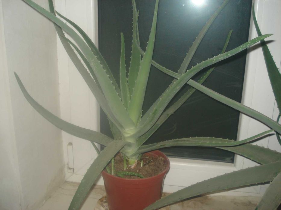 Алоэ -Вера Настоящий!