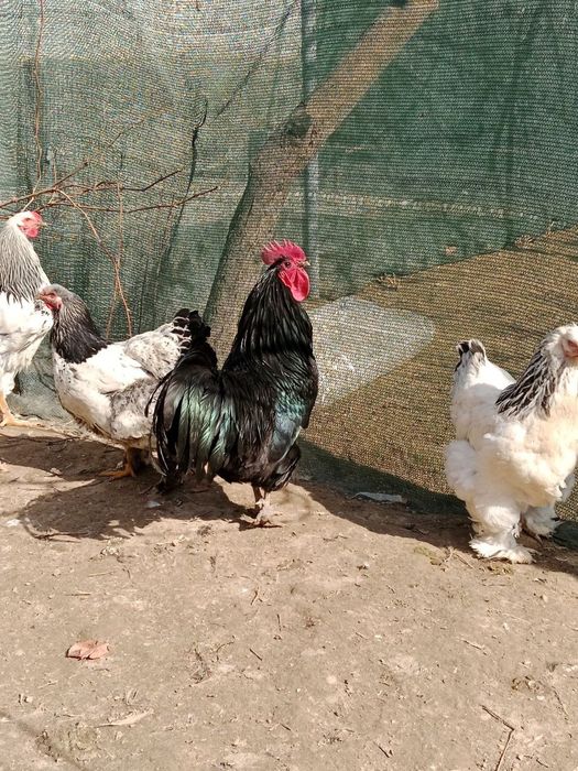 Брама хорозлари сотилади