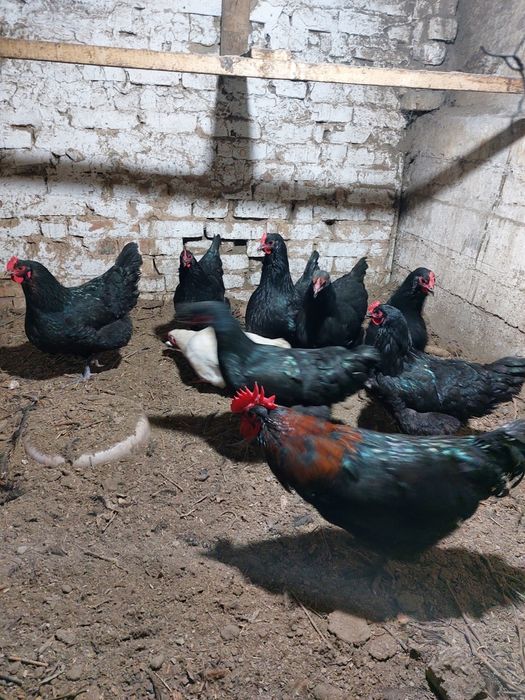 Куры домашние                        .