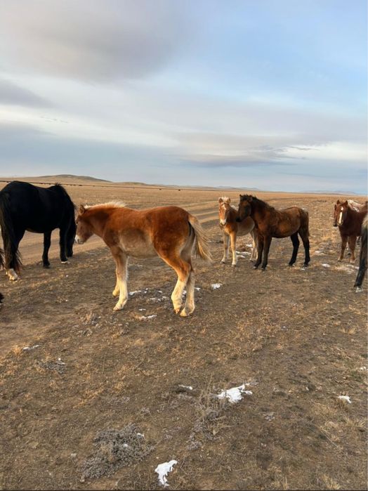 Соғым ет мясо заказ