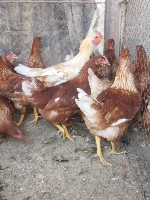 Продам куры домашние