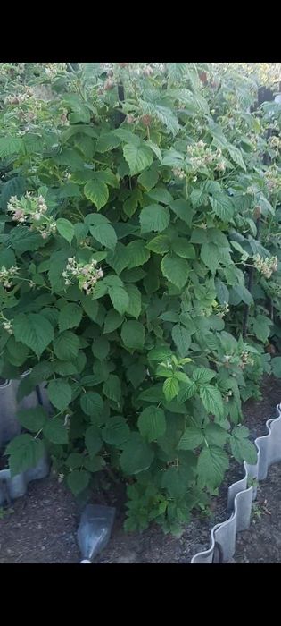 Продам корни малины