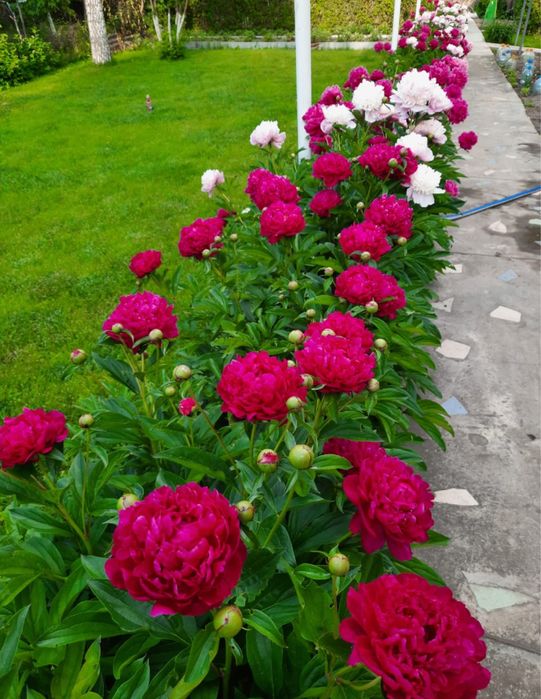 Предзаказ на пионы (начало мая)