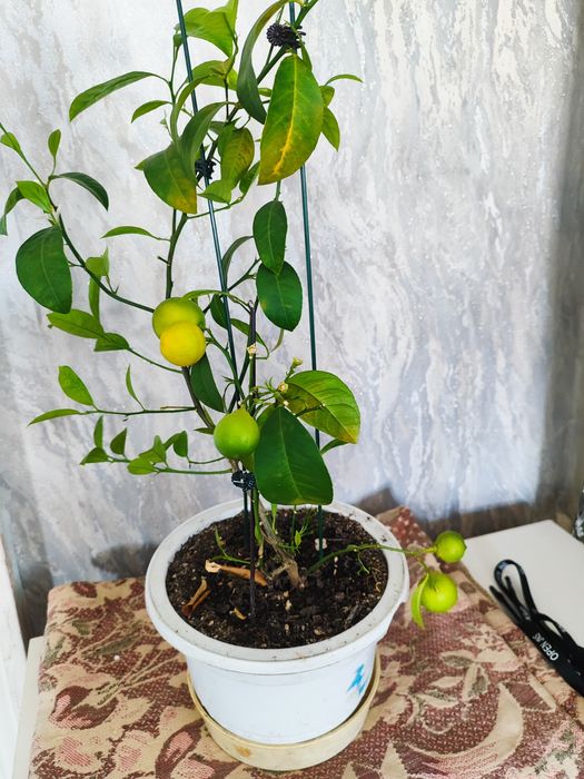 Продам лимон (лайм)