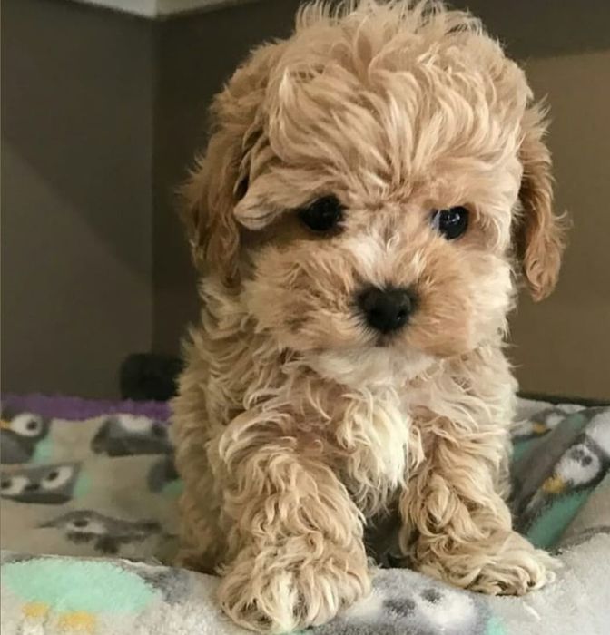 Maltipoo băiețel mini-toy