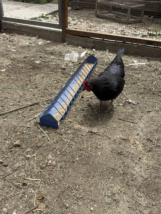 Продам домашые черный куры все несутся