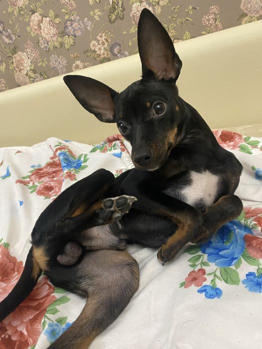 Вязка наш кобель ищет сучку )  тойтерер