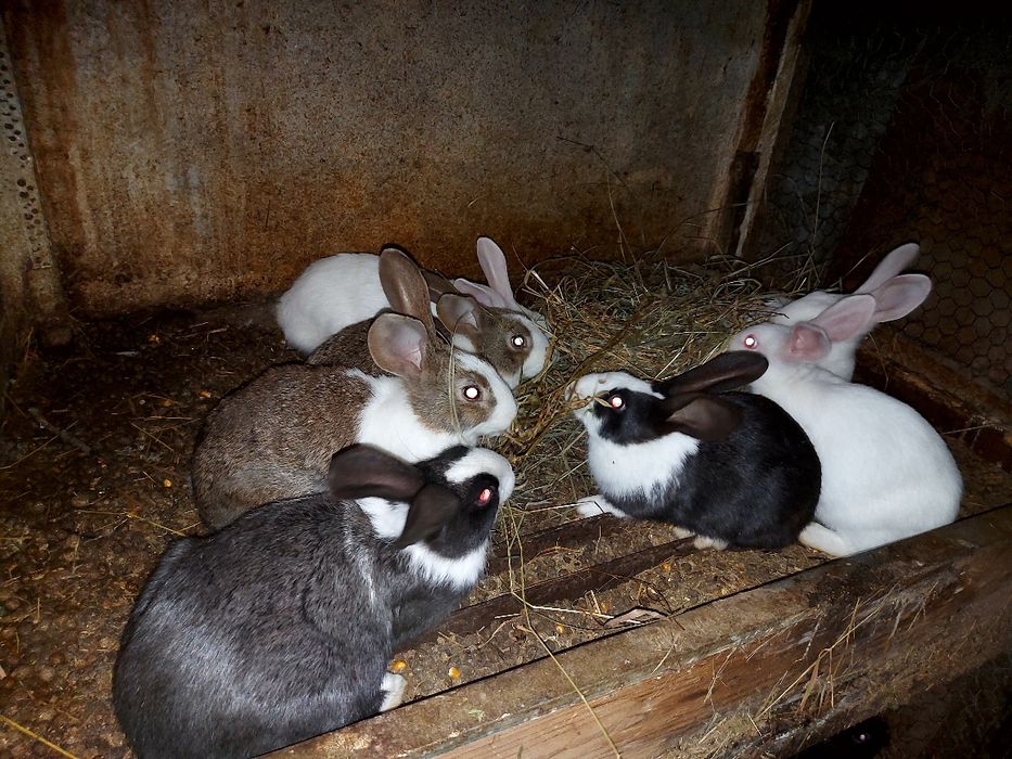 Hicole francez de vanzare