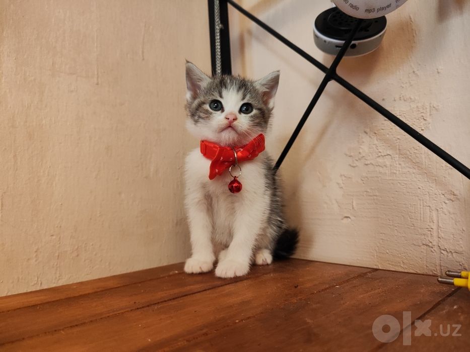 Котята (мама Скоттиш страйт папа уличный кот)
