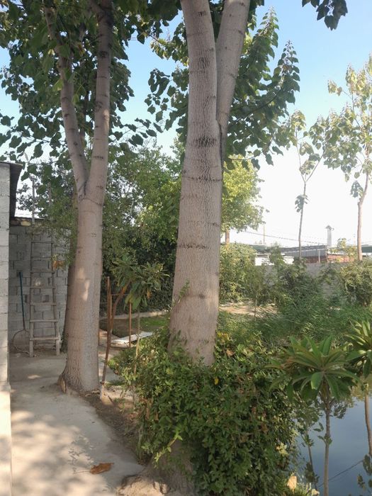 Павлония дарахти