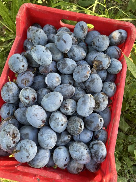 Prune coapte pentru țuică