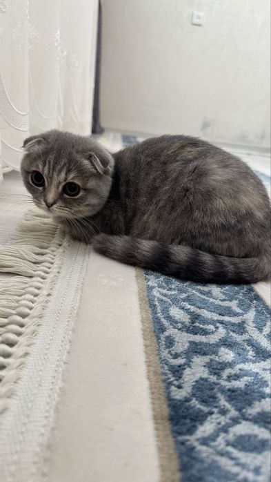 Кошка Скотиш Фолд