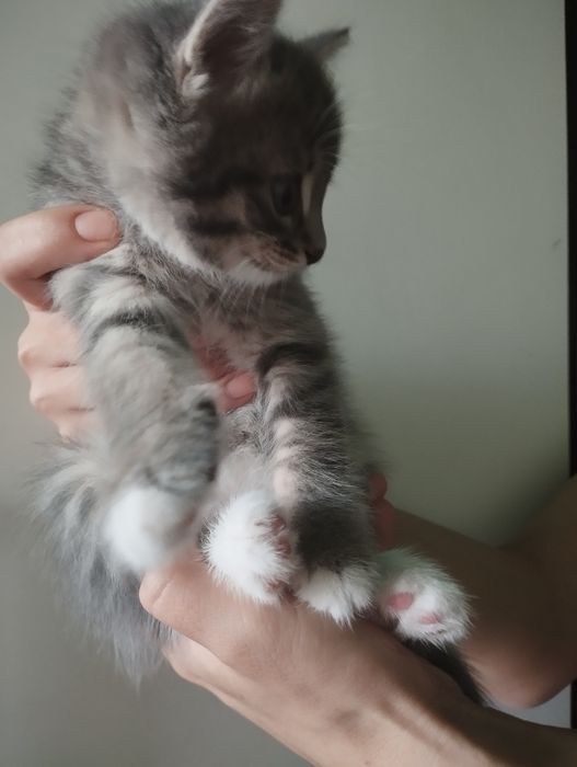 Отдам бесплатно котят