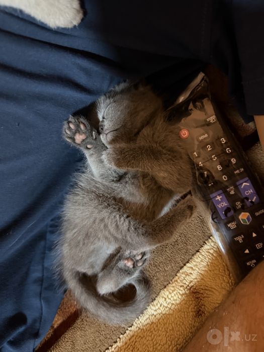 Продается КОТЕНОК