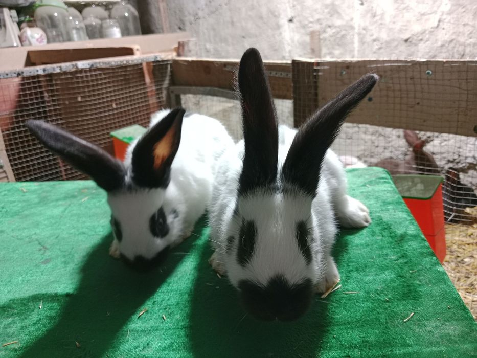 Куёнлар сотилади