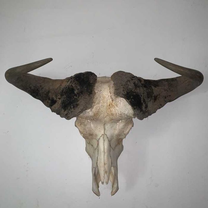 Trofeu cap de bivol african