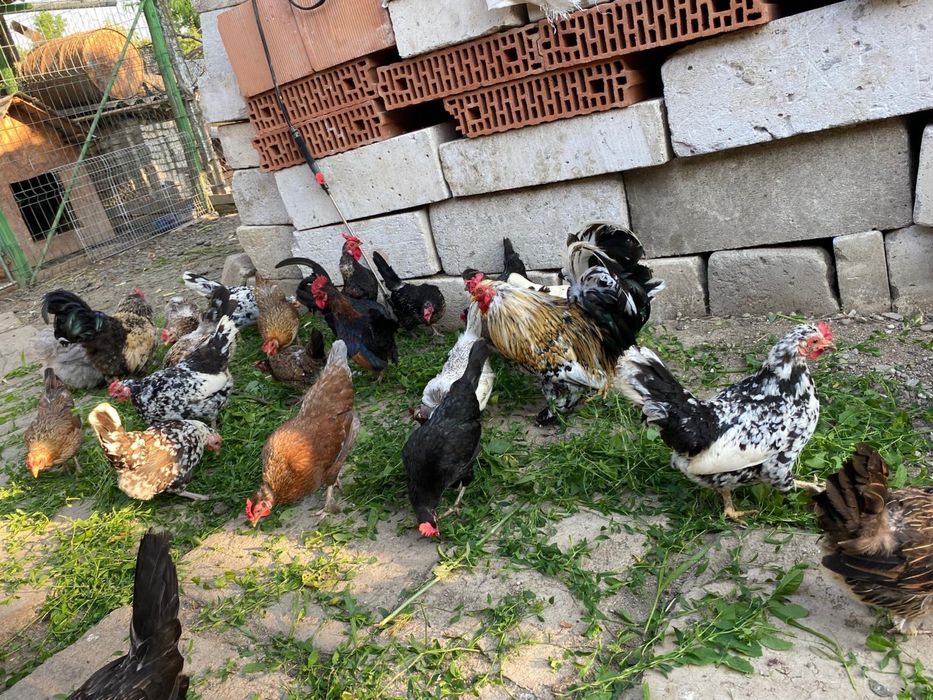 Vând găinușe și cocoși pitici!
