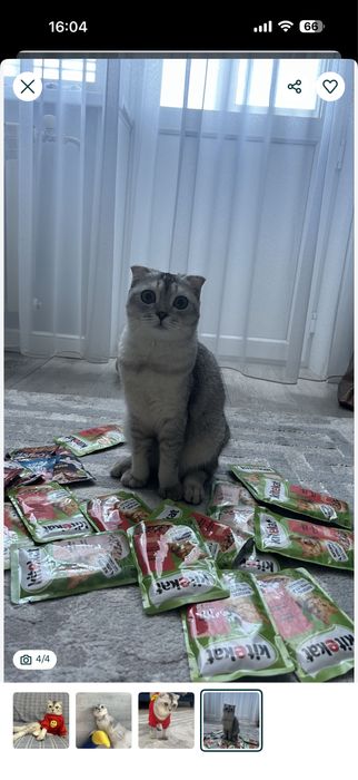Шотландка вислоухая