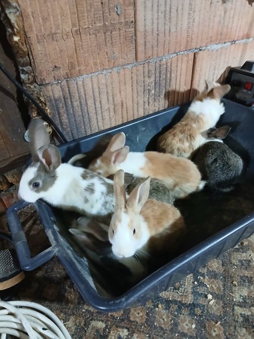 Hycole francez 8 pui