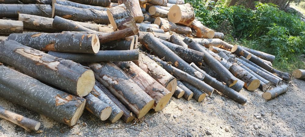 Lemn  de foc fag sau alte specii