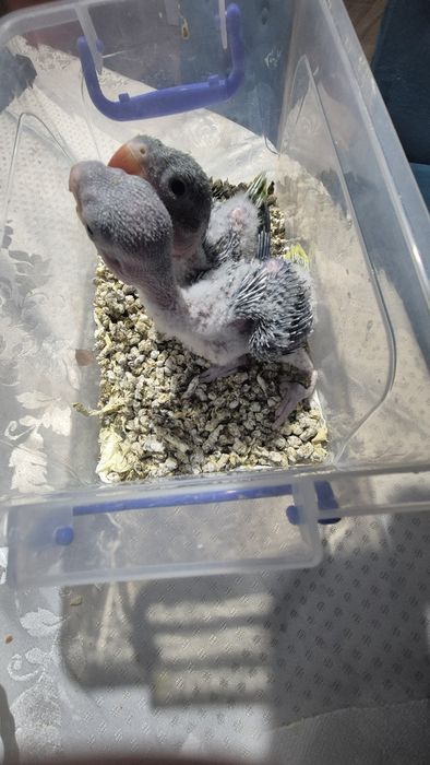 Vand puii de Marele Alexander