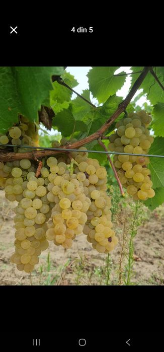 Struguri de vin alb si negri