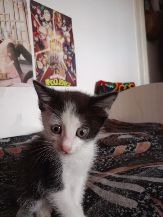 Домашние котята девочка и мальчик