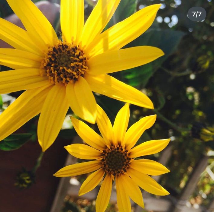 Саженцы, цветы продаются