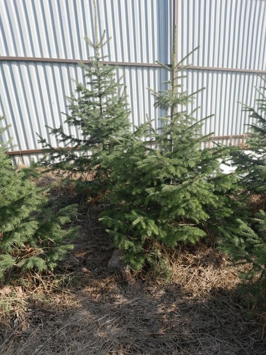 Продам  ёлки      тяньшанка