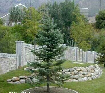 vand platan ( plante ornamentale copaci , tuia )