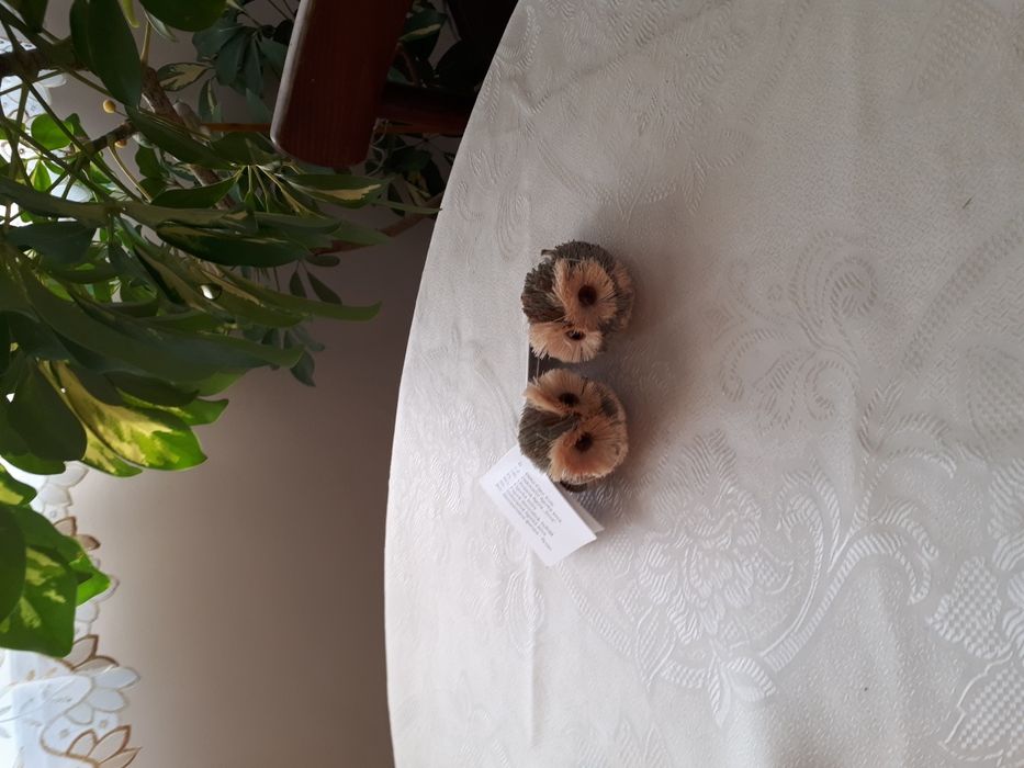 Бухалчета за декорация-нови